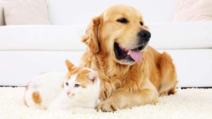 Pet insurance coverage